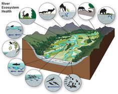 an illustrated diagram of the different types of animals and their habitat in this image are labeled below