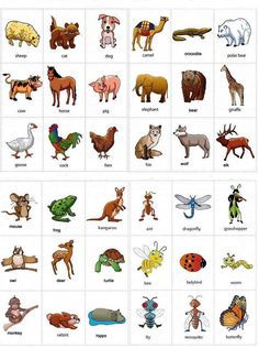 an animal alphabet with pictures of different animals