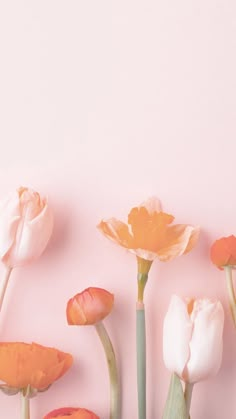 pink and orange flowers against a light pink background