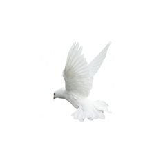 a white bird is flying in the sky