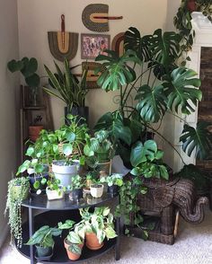 several houseplants are arranged on a table in the corner of a living room