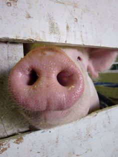 a small pig sticking its head out of a barn window with it's nose poking out