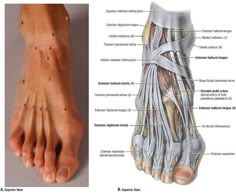 an image of a foot with muscles labeled in the upper and lower limbs, showing different areas