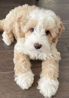 a small white dog laying on top of a wooden floor