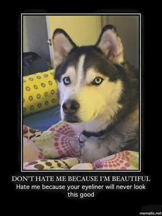 Husky Husky Humor, Alaskan Klee Kai Puppy, Alaskan Klee Kai, Cute Husky, Husky Lover, Siberian Huskies