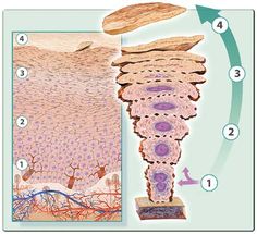 Skin Anatomy, Facial Routine Skincare, Skin Bar, Skin Care Pictures, Facial Anatomy, Integumentary System, Skin Facts, Facial Routines, Skin Advice