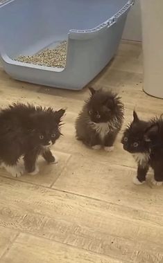 three black and white kittens standing on the floor in front of a litter box