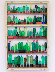 several shelves filled with different types of cactus plants