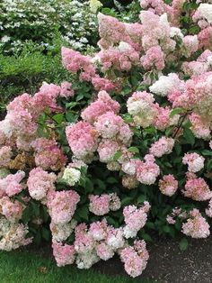 pink and white flowers are blooming in the garden