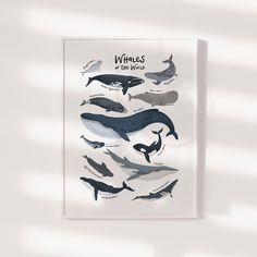 a poster with whale species on it