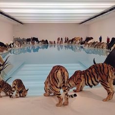 a group of tigers and other animals standing in front of a pool with people looking at them