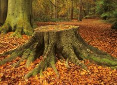 a tree stump with leaves on the ground and trees in the background, all around it