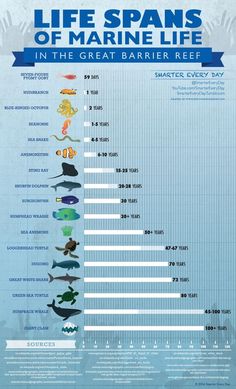 the marine life spans of marine life in the great barrier reef