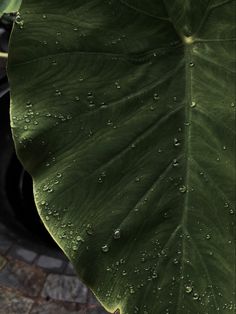 a large green leaf with drops of water on it's surface next to a black car