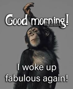 a monkey sitting on top of a table with the caption saying good morning i woke up fabulous again