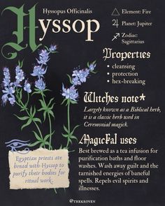 the front cover of hyssop magazine, with an illustration of blue flowers