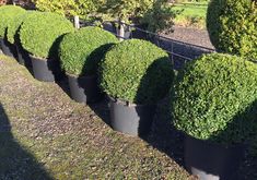 a row of potted plants sitting next to each other on top of a grass covered field