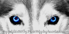 the eyes of a husky dog with blue and white fur are shown in this black and white photo