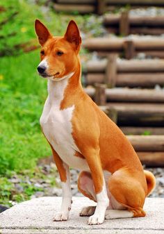 a brown and white dog sitting on top of a cement slab