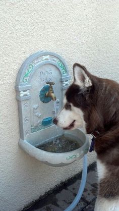 a husky dog drinking water from a fountain in front of a wall mounted faucet