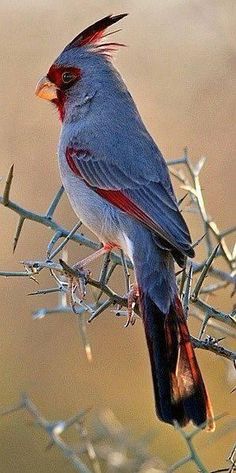 a bird sitting on top of a barbed wire fence