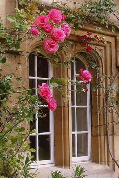 pink roses growing on the side of an old stone building with arched windows and vines