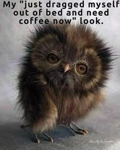 an adorable little bird sitting on top of a white sheet with the caption, my just dragged myself out of bed and need coffee now look