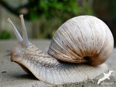 a snail is sitting on the ground outside