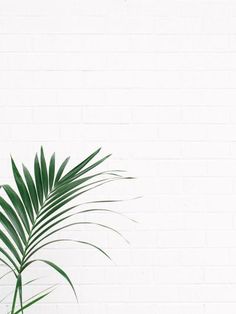 a palm tree in front of a white brick wall with a plant growing out of it