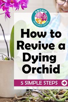 a woman sitting in front of a potted plant with the words how to revive a dying orchid 5 simple steps