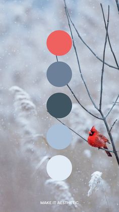 a red bird sitting on top of a tree branch next to a snow covered field