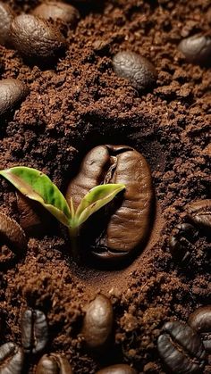 a plant sprouting out of the ground surrounded by coffee beans