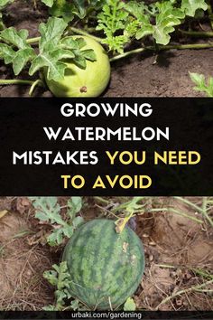 growing watermelon makes you need to avoid cutting