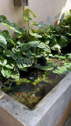 there is a fish pond in the middle of some plants