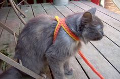 a gray cat wearing a yellow harness on a wooden deck