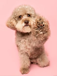 a small white dog sitting on top of a pink floor with its paw up to the camera