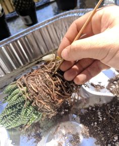 a person is holding a plant with dirt on the ground and other plants in the background