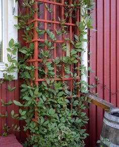 an orange trellis next to a red building with vines growing up it's side