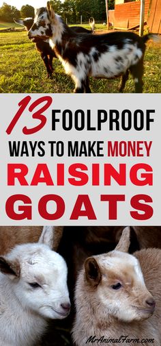 goats with text overlay that reads, 13 foolproof ways to make money raising goats