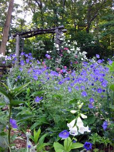 a garden filled with lots of purple and white flowers