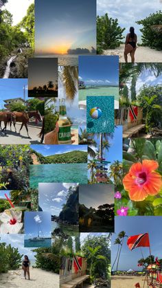 a collage of pictures with people and animals on the beach, trees, water, and other things