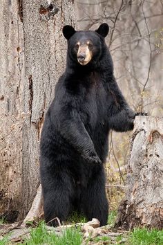 a large black bear standing on its hind legs in front of a tree and looking at the camera