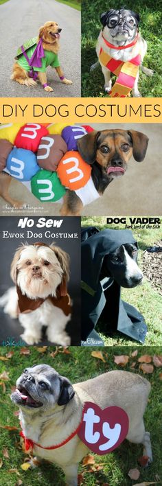 there are many different pictures of dogs dressed up in costumes and standing on the grass