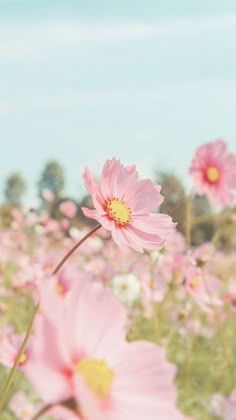 pink flowers are blooming in a field