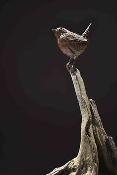 a small bird perched on top of a piece of driftwood in front of a black background