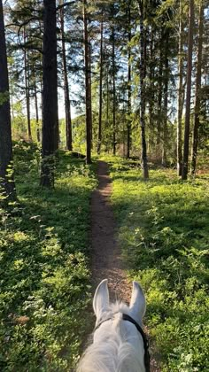 the back end of a horse's head as it walks down a trail in the woods