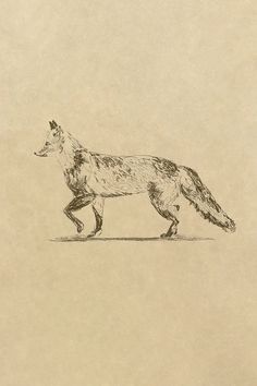 a drawing of a fox walking across a field