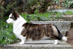 a brown and white dog standing on top of cement steps in front of some flowers