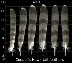 four feathers are shown in different sizes and colors, along with the height of each feather