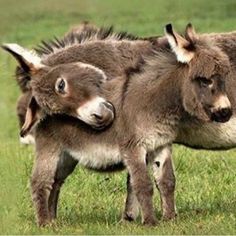 two donkeys are standing together in the grass with their heads on each other's back